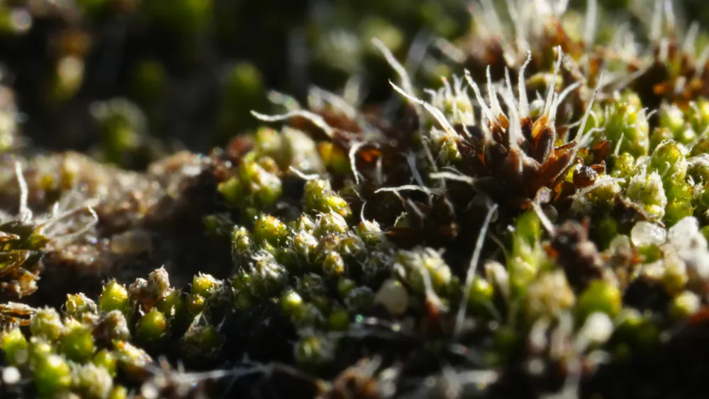 Costra biológica del suelo una piel viviente del desierto