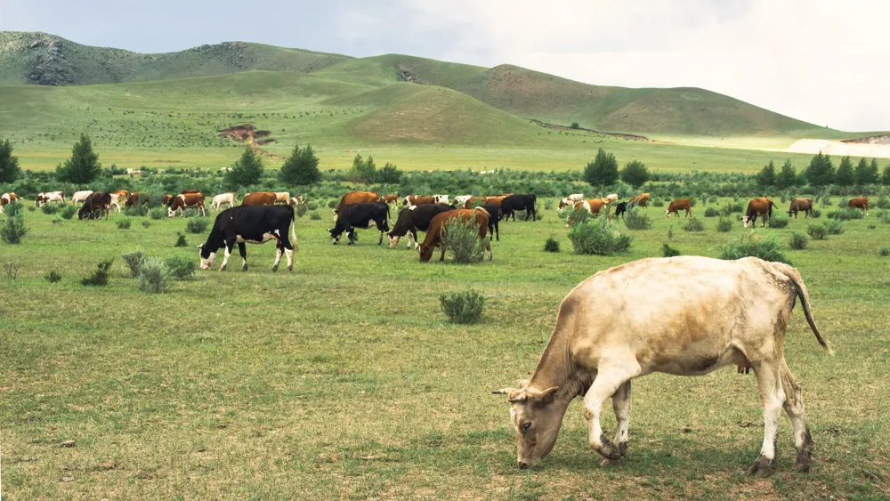 East Asian Cattle History Unveils Prehistoric Civilizations