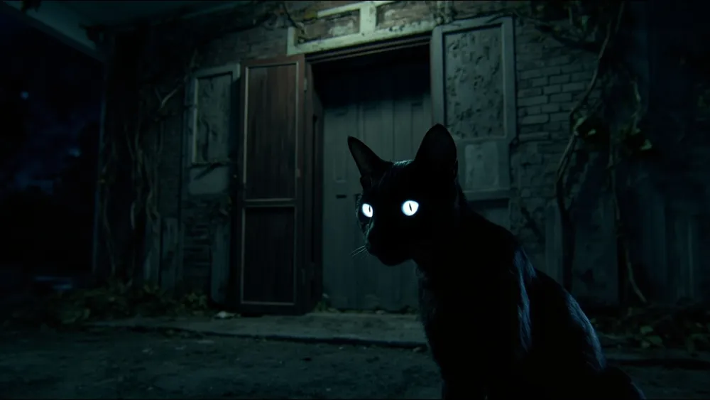 Black Cat denuncia falta de higiene en Greene Hotel en mayo