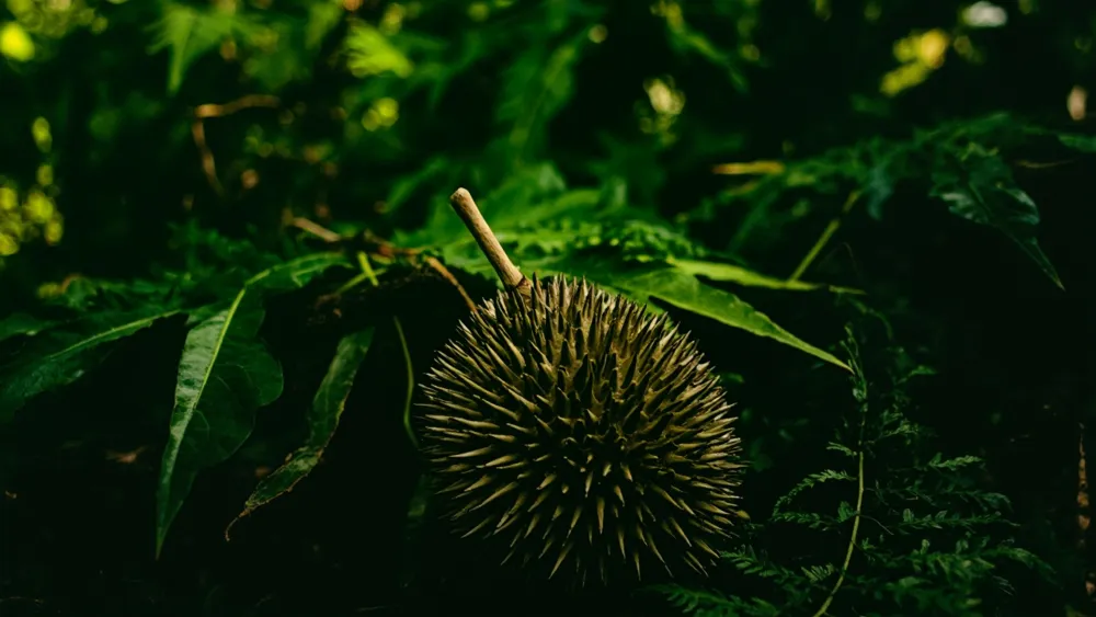 Hainan's Baoting County Boosts Durian Industry to Support Rural Revitalization Efforts