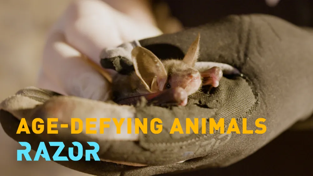 RAZOR revela si los murciélagos pueden prolongar la vida humana