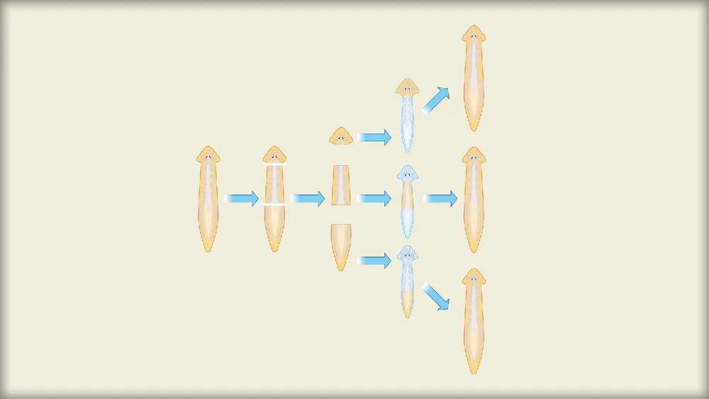 Planaria se une a estación espacial China para investigar reparación de tejidos