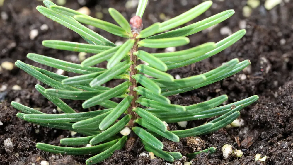 Endangered Fanjingshan Fir Successfully Bred Through Artificial Methods