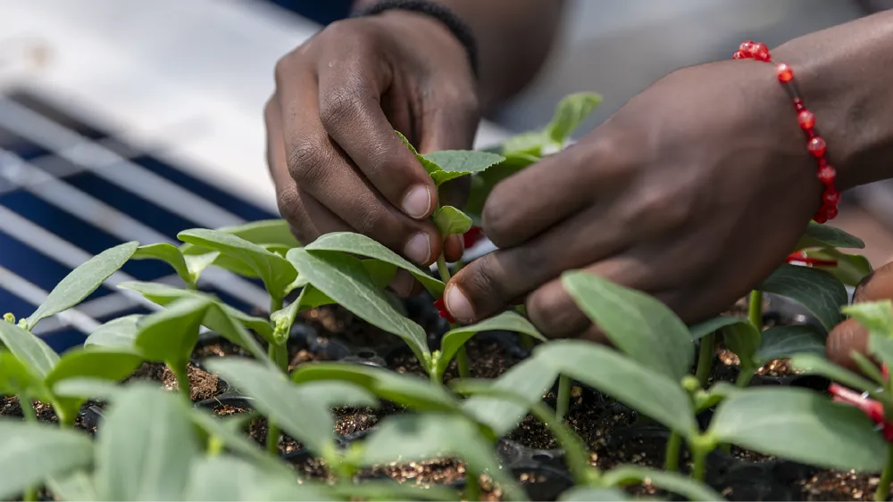 Juventud promueve cooperación verde entre China y África