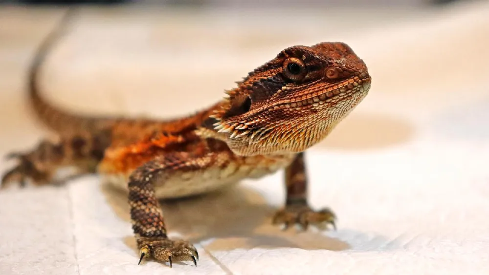 Étude révèle que les lézards rapides risquent davantage la mort