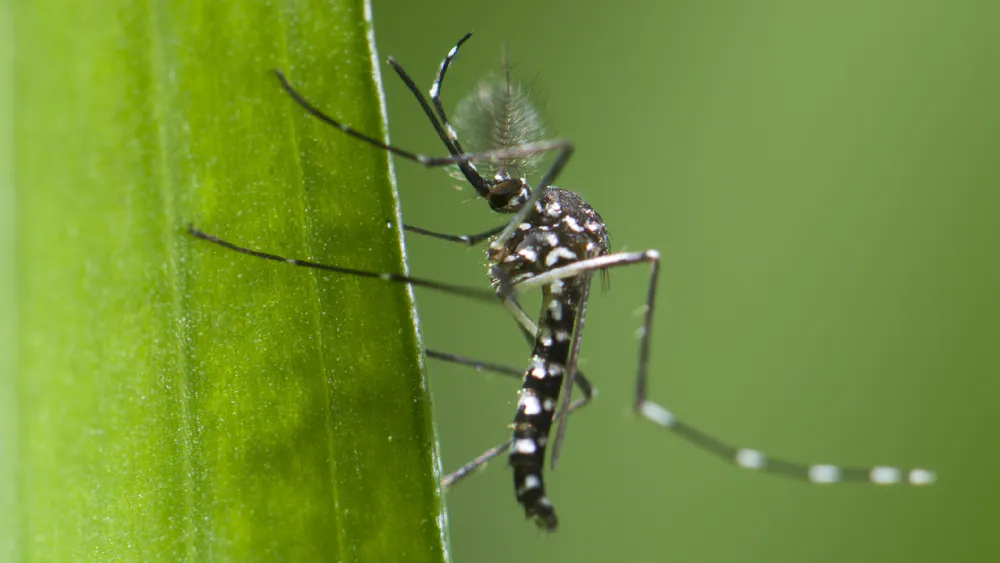 Chikungunya Fever Explained Tips for Staying Safe