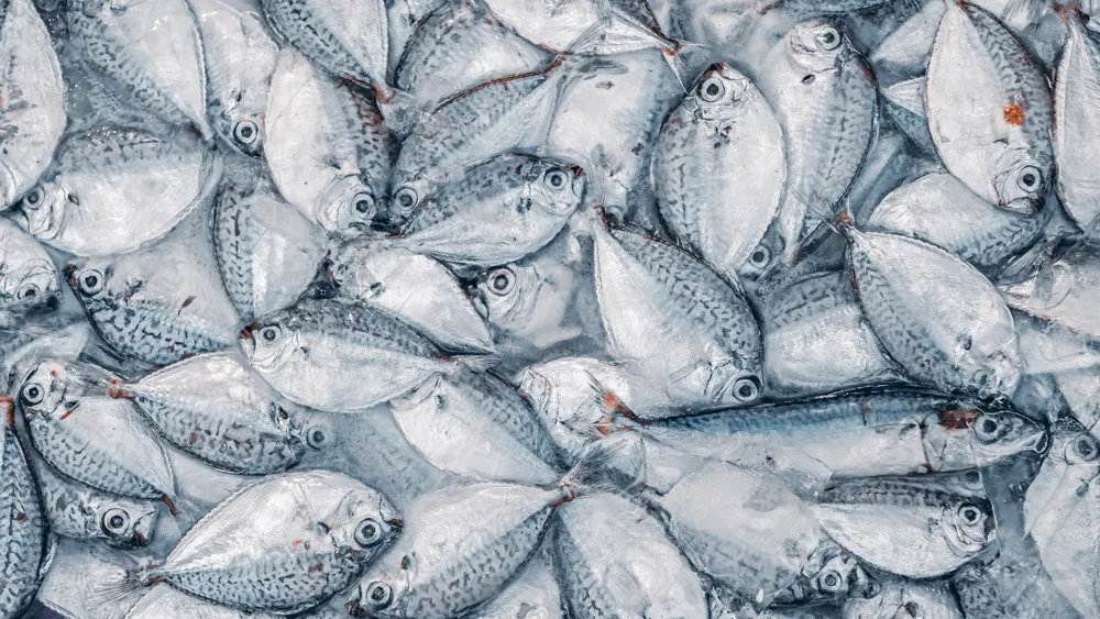 Chinesisches Team kartiert Übertragung von Chemikalien von Fischen auf Menschen