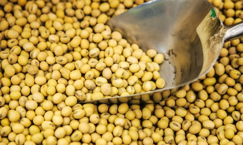 Бразилия наращивает экспорт соевых бобов и говядины в Китай