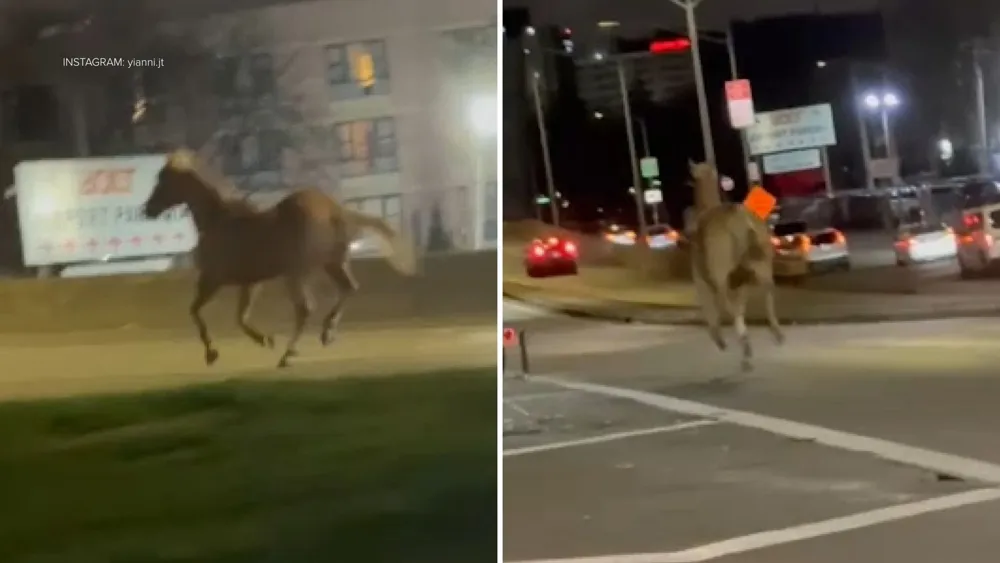 Runaway horse gallops on Van Wyck Expressway near JFK Airport before being captured safely by Port Authority police officers