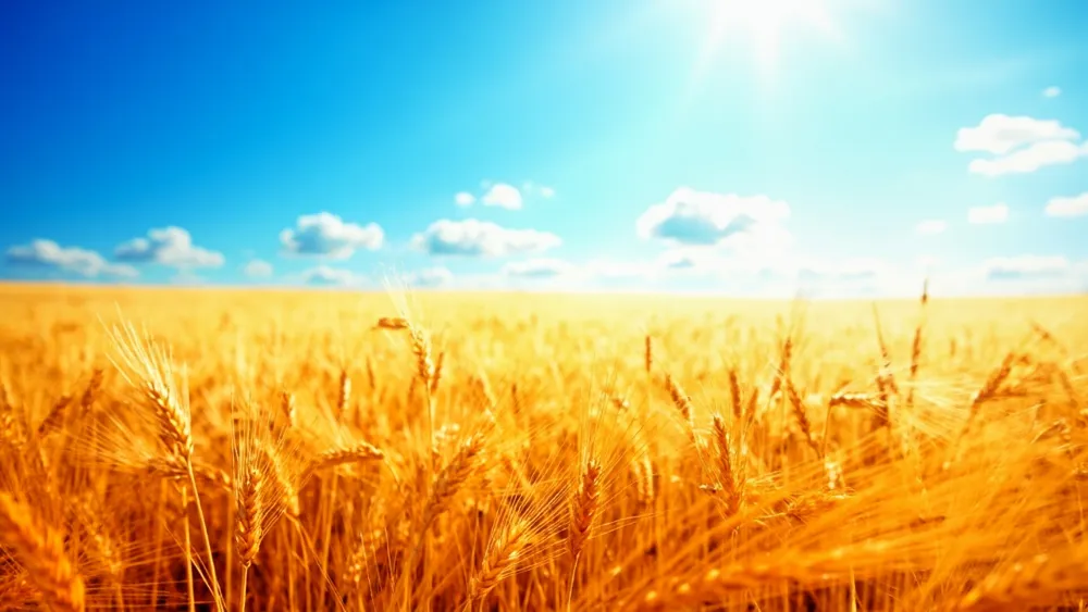 Iraq Buys 3.4 Million Tons of Local Wheat This Season