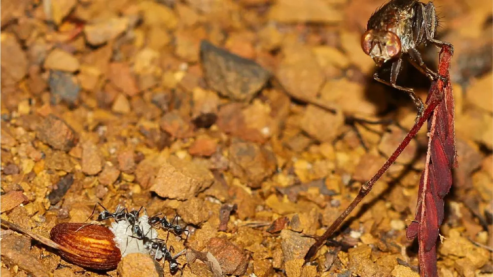 The Great Seed Thief Fly Reshapes Plant Science Insights