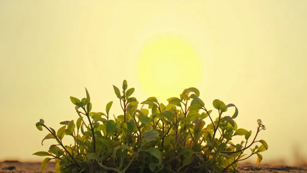 Impact of Potential Funding Cuts on U.S. Green Energy Firms