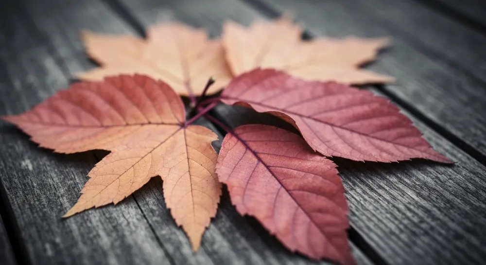 Безмятежный пейзаж с чистым небом и безопасными транспортными средствами.