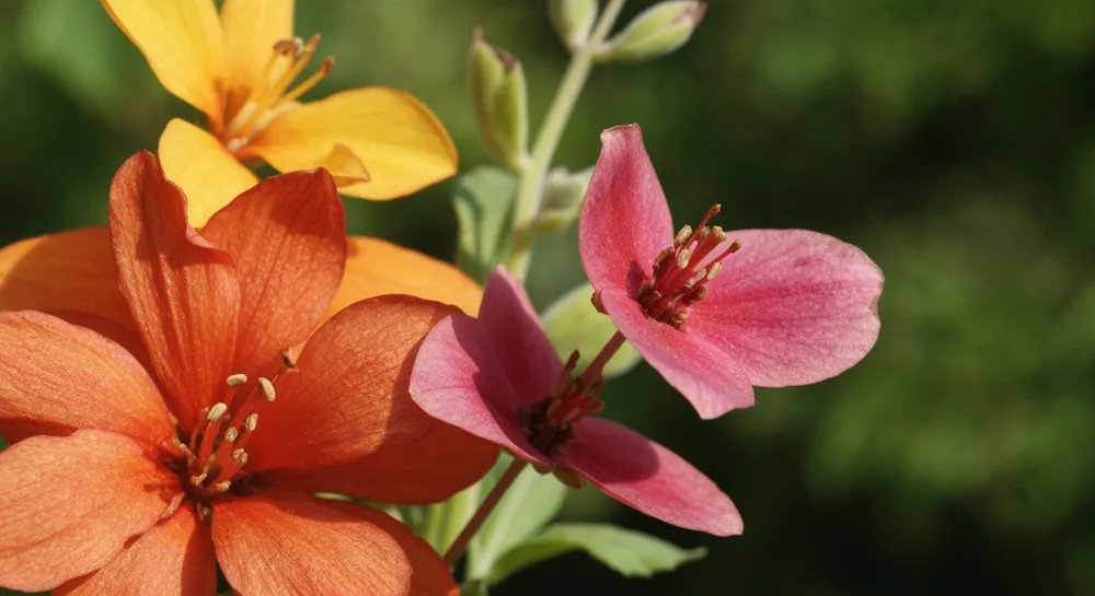 Стратегическое слияние в сфере биотехнологических инноваций.