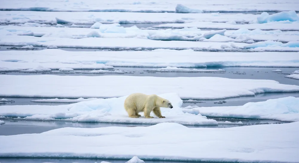 Умиротворяющий вид на Чжэцзянский университет с осенней листвой.