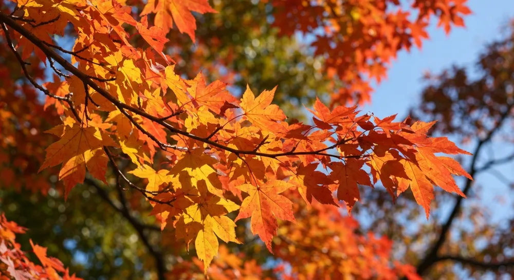Abstrakte Darstellung der Finanzen mit Dollarsymbolen und Grafiken.