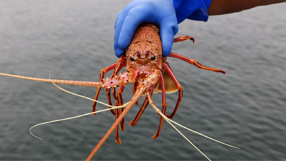 Antibióticos de granjas de salmón hallados en especies marinas australianas