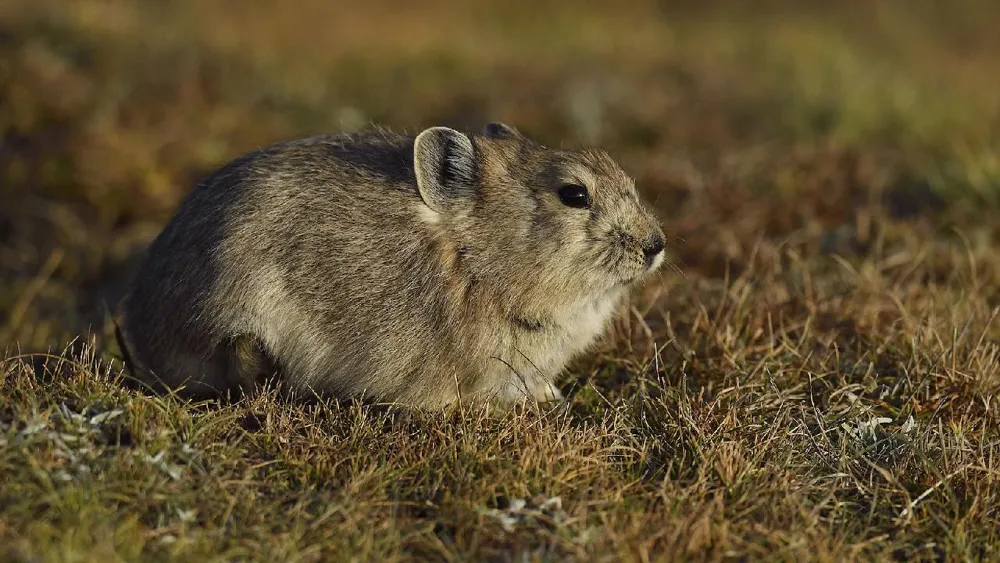 Study uncovers microbial adaptation in plateau animals