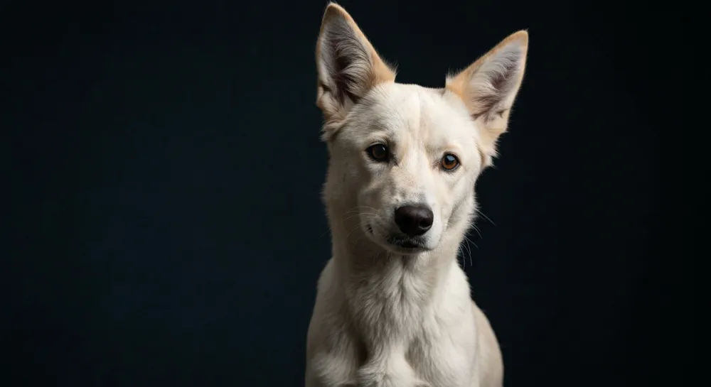 Waage mit Flaggen Venezuelas und der USA ausbalancieren.