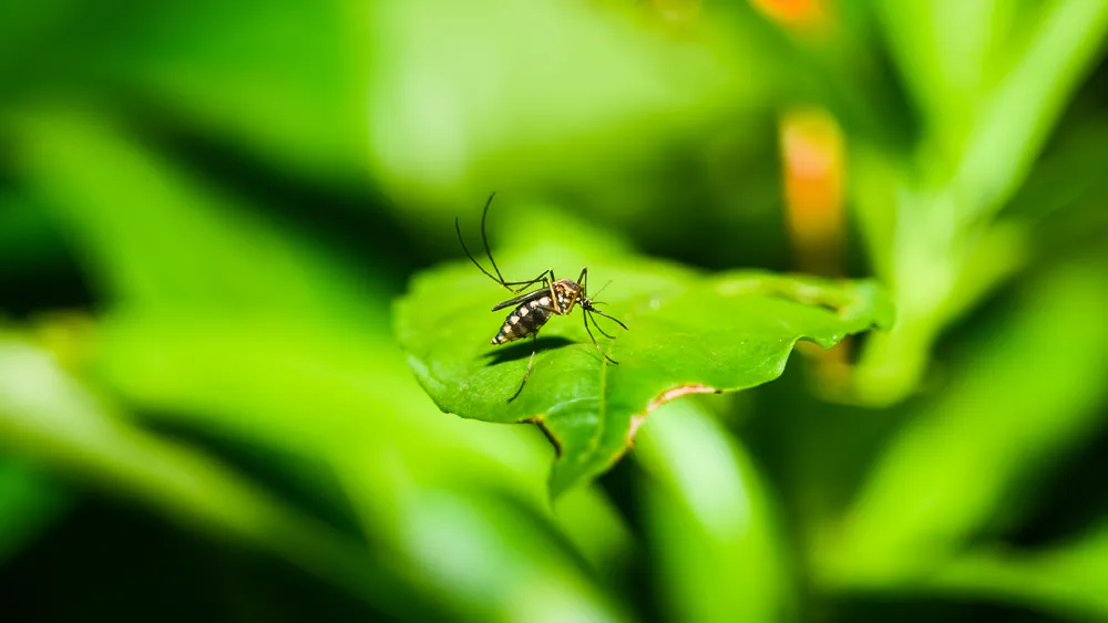 WHO Warns Chikungunya Virus Now Present in 119 Countries