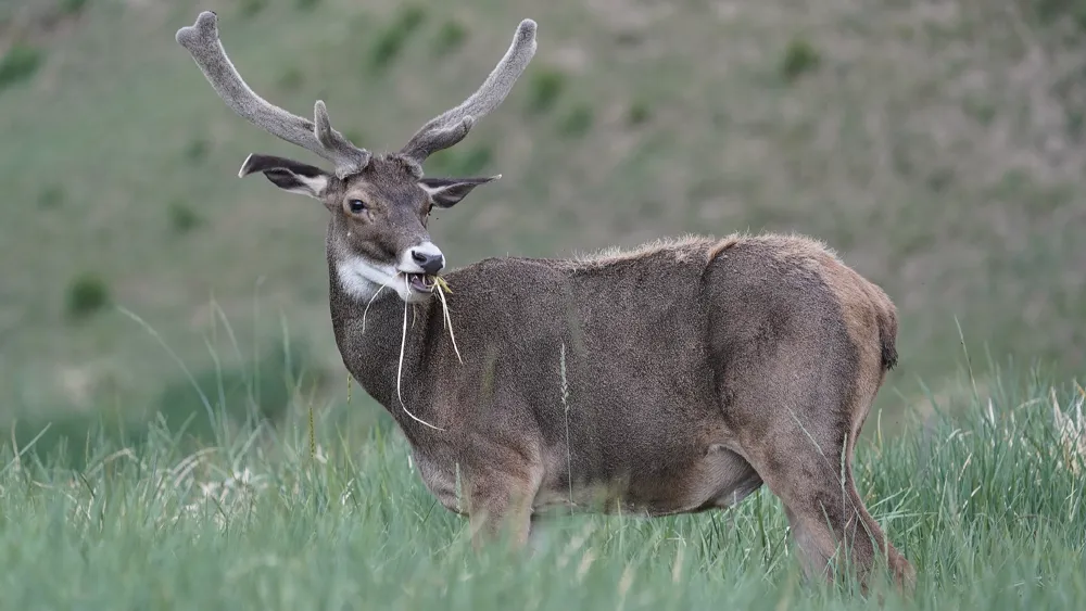 Científicos revelan cómo el microbioma intestinal ayuda a ciervos en Qinghai-Tíbet