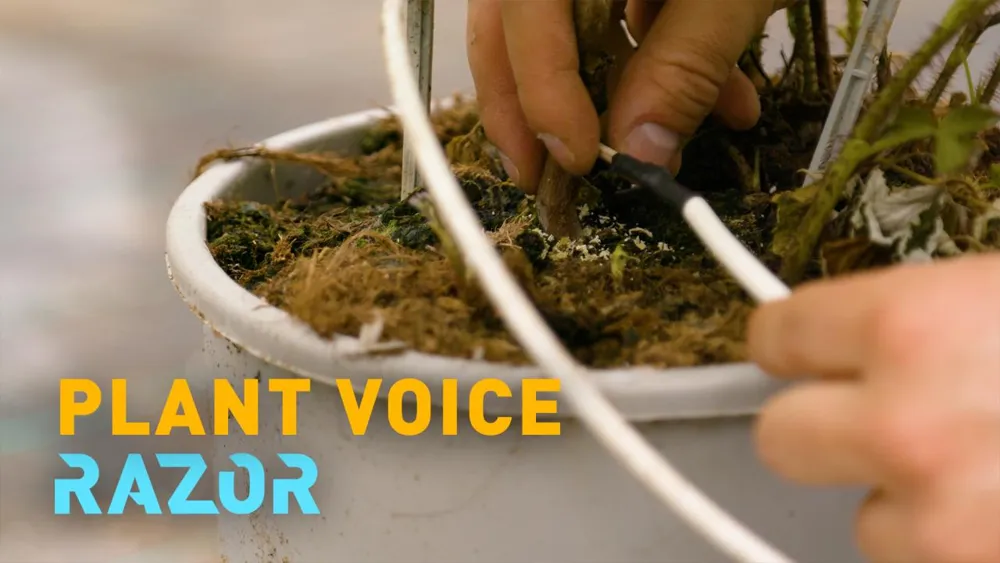 RAZOR Generates High-Tech Toothpick for Sustainable Farming