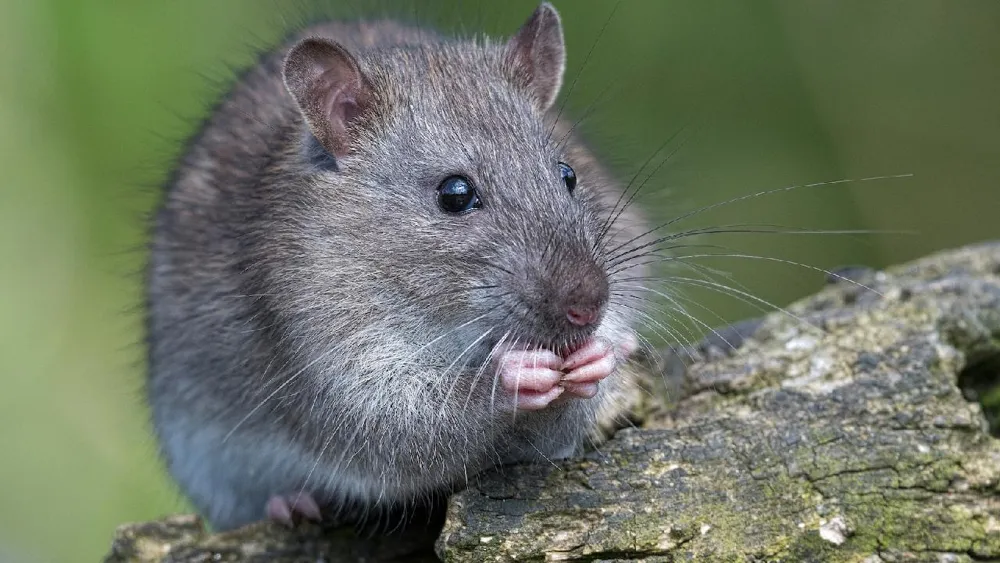 Découverte d'un interrupteur de régénération d'organes chez les mammifères