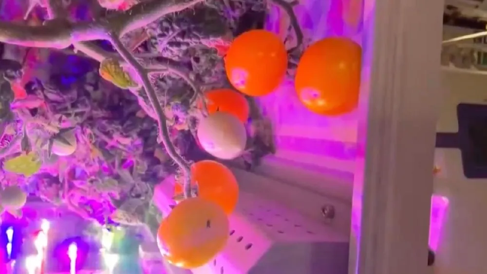 Tomates spatiales mûrissent à bord de Tiangong pour le Printemps