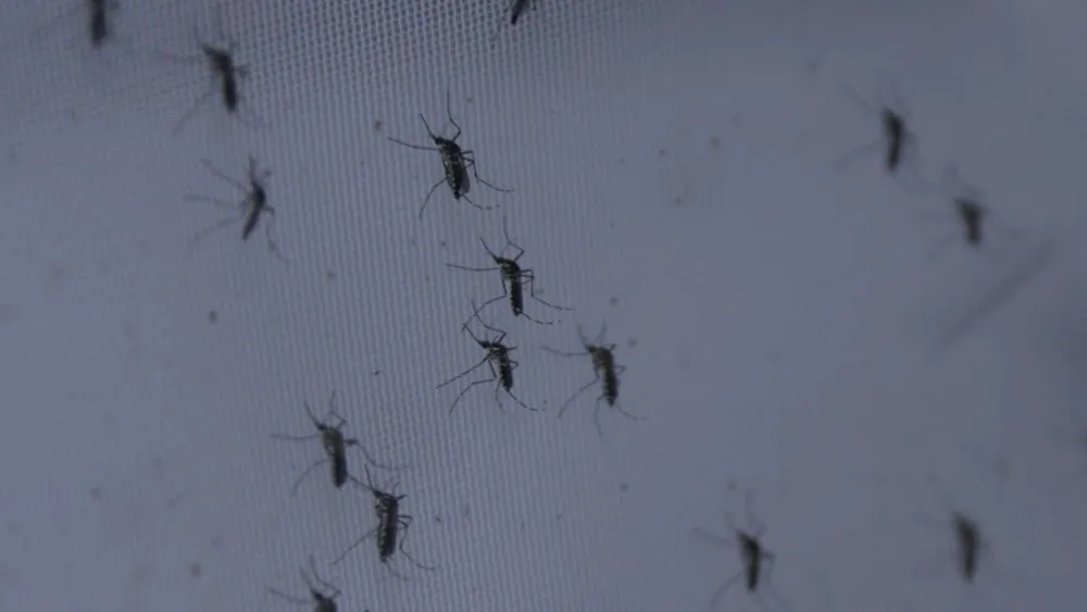 Científicos brasileños descubren nuevas estrategias contra mosquitos