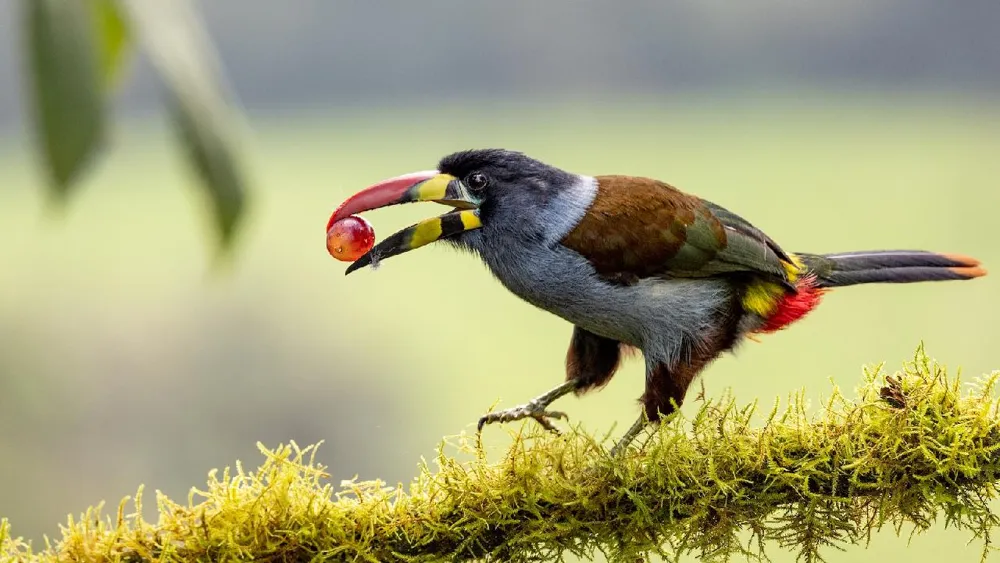 Chinese Research Reveals Birds' Tolerance to Sour Flavors