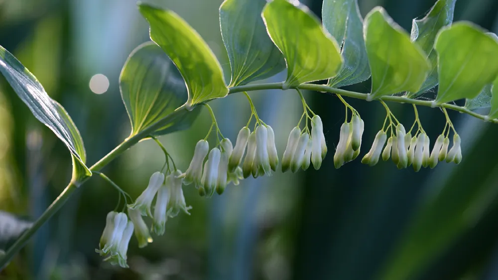 Fujian en China impulsa financiamiento verde con riqueza forestal