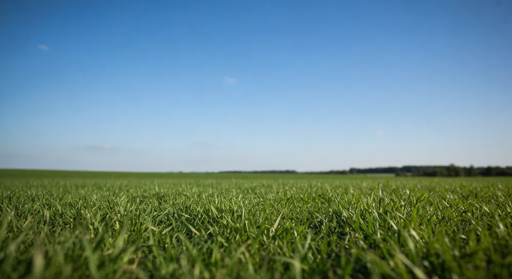 Logo Nvidia avec fond d'actions en baisse.