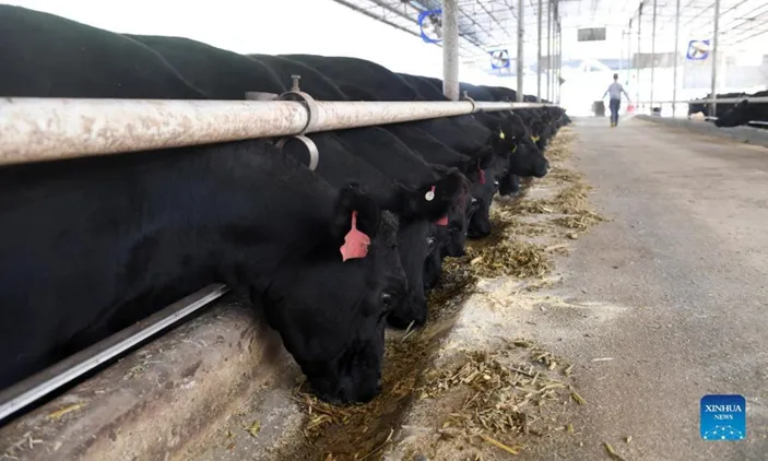 Huaxi Cattle Market Share Surpasses 20% in China