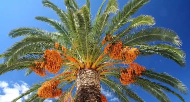 Avoid Nipah virus by steering clear of certain roadside foods