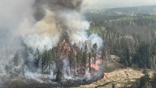 Wildfires Limit Global Forest Recovery Capabilities Study Warns