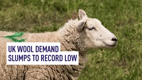Agricultores del Reino Unido utilizan genética por baja demanda de lana