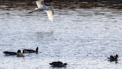 Virologue alerte sur le risque de pandémie en Allemagne grippe aviaire