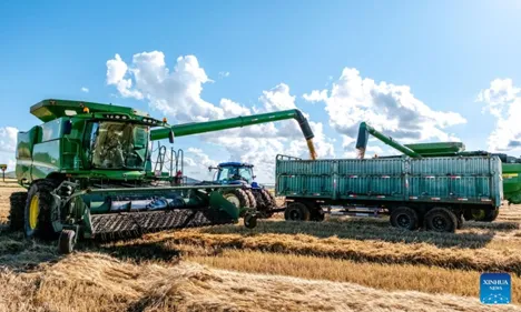 80 Prozent des Winterweizens gesät Provinzen konkurrieren um Herbstpflanzung