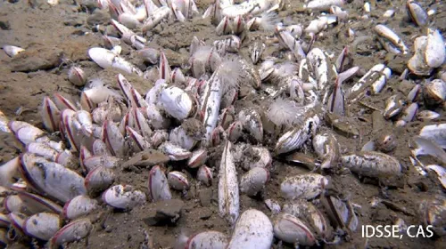 Chinese Team Finds Chemical-Eating Creatures 10000M Undersea