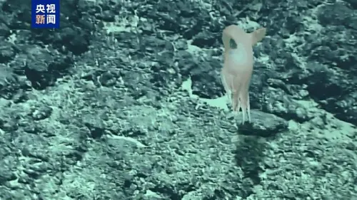 Researchers Uncover New Dumbo Octopus Species in China