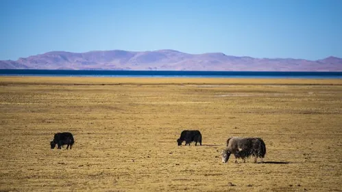 Científicos chinos logran el éxito en la clonación de un yak