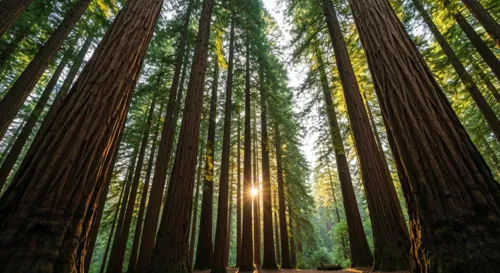 Un sereno bosque de imponentes secuoyas, donde la luz del sol se filtra a través del dosel y evoca un sentido de celebración y reverencia por la naturaleza.